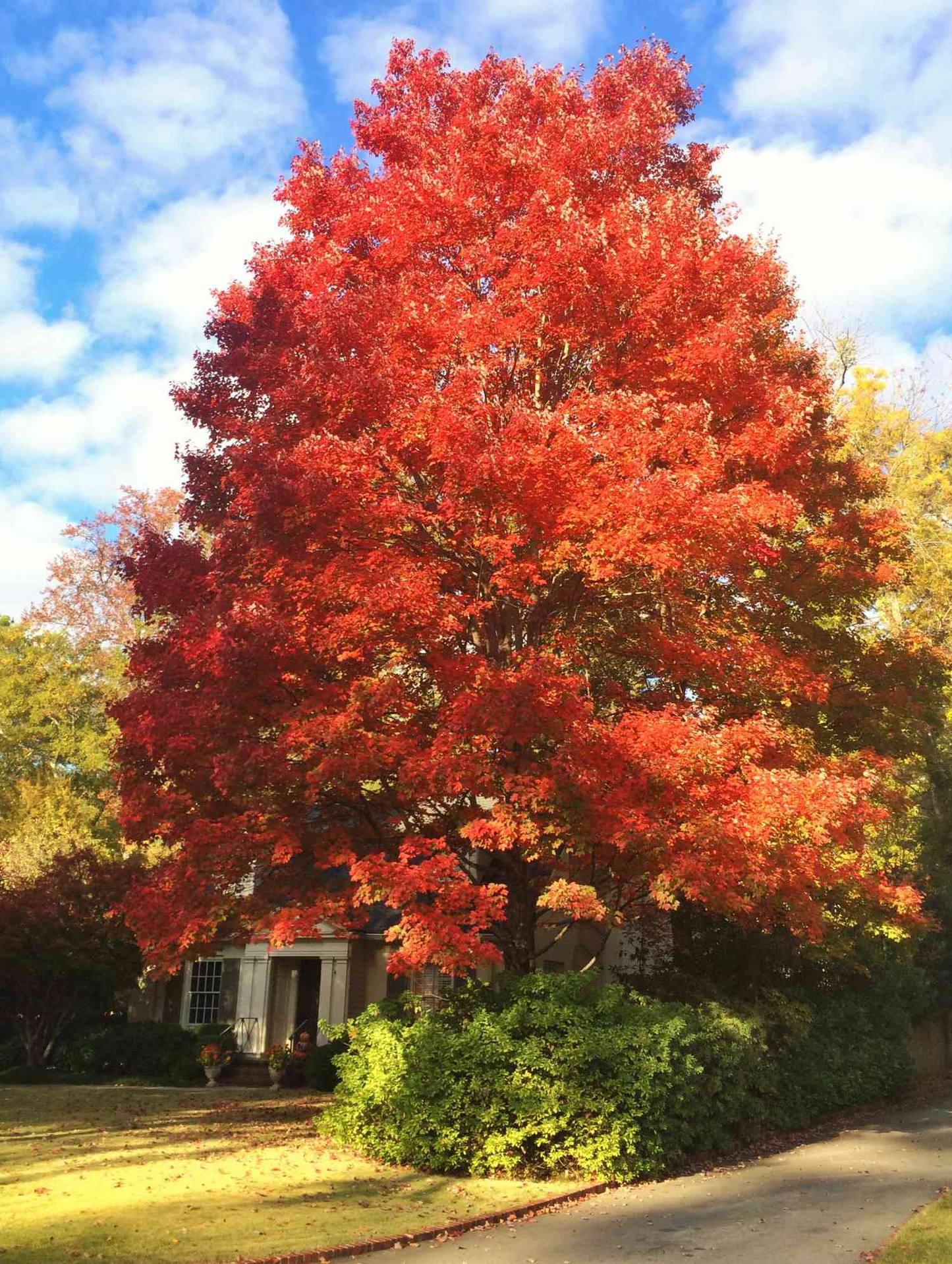 Red Maple Tree Seedlings - 8-12" Live Starter Trees for Landscaping, Shade, Fall Foliage, Acer rubrum, Grown in USA