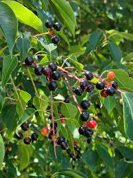 Rum Cherry Tree Bare Root Plant 18-24 Inches Prunus serotina Wild Black Cherry Tree