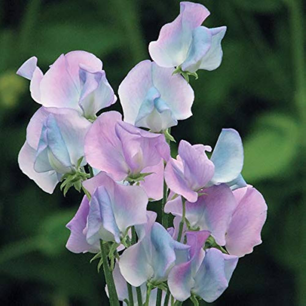 Sweet Pea Seeds – Pink-Lavender Bicolor, Fragrant Climbing Vines for Trellises, Garden, Lathyrus odoratus, 50 Seeds