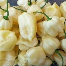 White Habanero Pepper Seeds - Rare Heirloom, Extra Spicy, Aromatic, Capsicum chinense, 20 Seeds