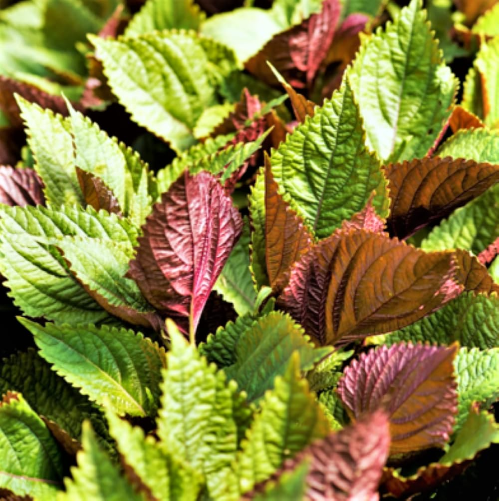 Korean Perilla (Shiso) Seeds – 500mg Heirloom Herb for Edible Fragrant Green Leaves, High Yield, Heat Tolerant, Garden & Container Planting