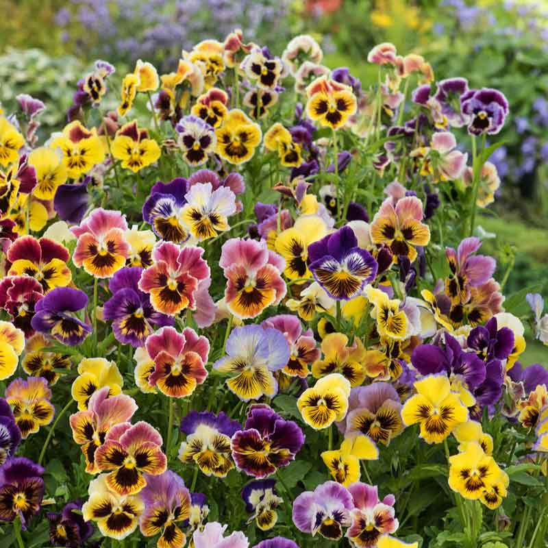Rococo Mix Pansy Seeds – 200 Multicolor Viola Blooms for Borders & Containers – Viola × wittrockiana Seed Pack