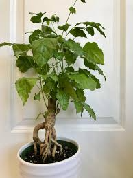 Radermachera sinica Seeds | China Doll Tree, Exotic Indoor Bonsai Plant, Non-GMO, Potted Houseplant, Tropical Decorative Plant