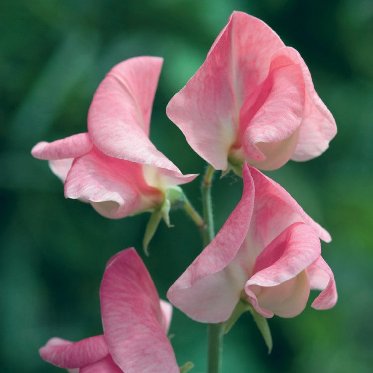 Sweet Pea Seeds – 50+ Creamy White Blooms – Climbing Flower Vine for Bouquets, Trellises & Gardens – Lathyrus odoratus