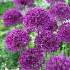 Purple Sensation Allium Seeds – 10 Pack, Large 4-6" Violet Flowers, Pollinator & Butterfly Magnet, Drought Tolerant Perennial, USDA Zones 4-8
