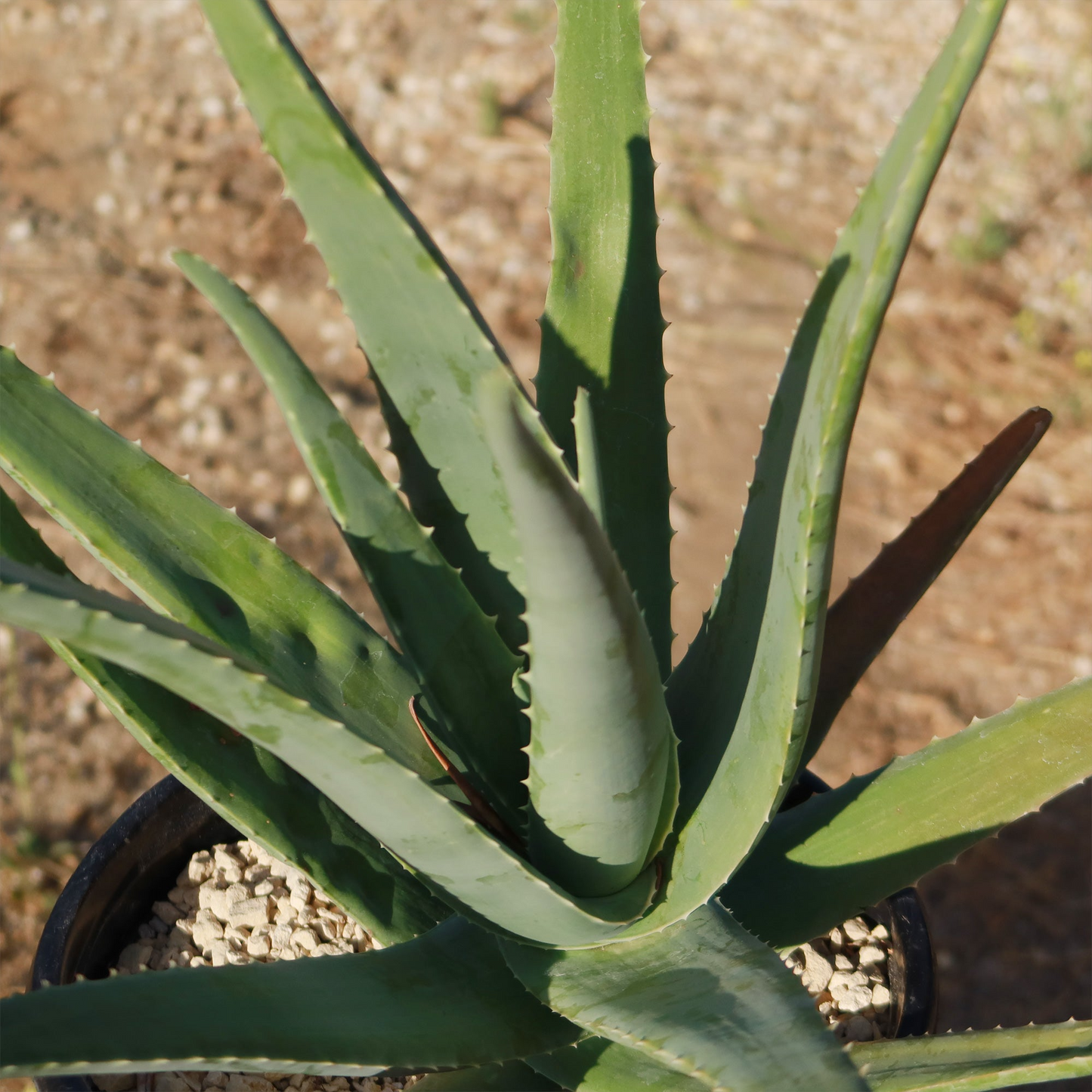 Rooted Aloe Vera Plant with Pot, Small Aloe Barbadensis, Easy Care Succulent, Indoor or Outdoor, Drought Tolerant, Live Plant