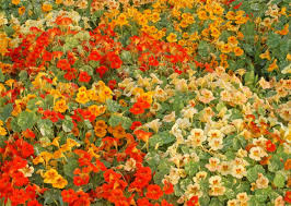 Alaska Mix Nasturtium Seeds - Variegated Foliage, Edible Flowers, Pollinator Attracting, Non-GMO, Container & Garden Planting