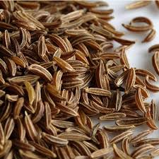 100 Seeds Caraway Herb Seeds – Carum carvi for Culinary, Baking, Soups, Salads, Medicinal Use
