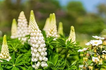 Russell White Lupine Seeds – Lupinus polyphyllus – Tall White Spikes, Cold-Hardy Perennial, Pollinator-Friendly Wildflower, 20 Seeds