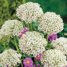 Allium Nigrum Bulbs - 5 White & Green Fragrant Deer-Resistant Flower Bulbs for Cut & Dried Arrangements, USDA Zones 4-8