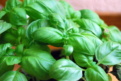 1000 Seeds Basil Genovese Herb Seeds | Ocimum basilicum | Heirloom Non-GMO Italian Aromatic Culinary Herb