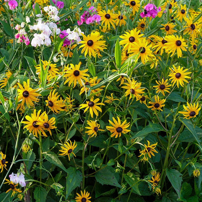 Black-eyed Susan Seeds – Rudbeckia hirta – Native Wildflower with Bright Yellow Blooms – Pollinator Friendly, Easy to Grow, 100mg (~400 Seeds)