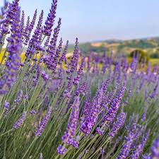 Italian Lavender Seeds - Heirloom Non-GMO Lavandula angustifolia for Full Sun, Pollinator Garden, Culinary & Aromatic Use