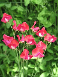 King Edward VII Sweet Pea Seeds – Crimson Red Blooms, Climbing Flower Vine, Heirloom Lathyrus odoratus, for Bouquets & Gardens