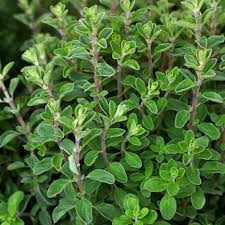 Marjoram Seeds – 100mg Heirloom Herb for Planting, Fragrant & Mildly Sweet, Fast Growing, High Yield, Container Garden, Origanum majorana