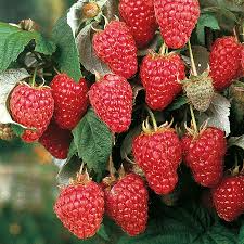 Heritage Red Raspberry Scion Cuttings, 6-8 inches, Rubus idaeus, High-Yield Berry Plants for Rooting & Grafting