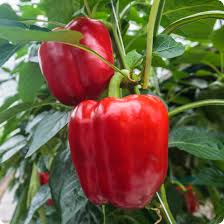 Sweet Pepper Seeds Yolo Wonder Bell Improved Capsicum annuum Non-GMO Heirloom Thick-Walled High-Yield