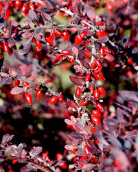 Japanese Barberry Bush Cuttings - 6-9 Inch Unrooted Berberis Thunbergii with Edible Berries, Organic, Hardy, Fruitful Shrub for Propagation