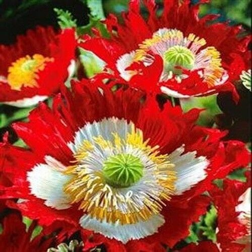 1000 Seeds Danish Flag Poppy, Red & White Cross Flowers, Large Blooms, Pollinator-Friendly, Non-GMO, Garden Borders, Papaver somniferum