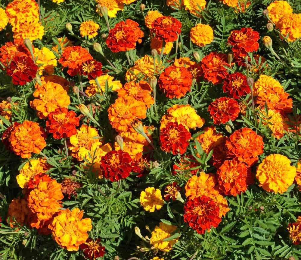 Sparky Mixture Marigold (Tagetes patula) - Vibrant French Marigold Blend for Gardens & Borders