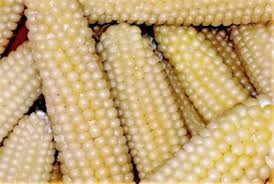 White Popcorn Seeds, Non-GMO Organic Japanese Hulless Corn (Zea mays), Home Garden, Easy to Grow, Healthy Snack