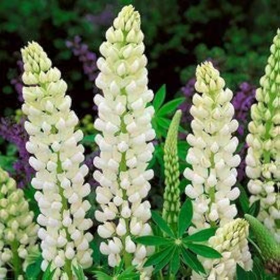 20 Seeds Lupine Russell White - Hardy Perennial Flowering Plant, Pollinator Attracting, Easy to Grow, Lupinus Russell Hybrid