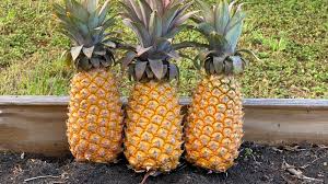 Antigua Black Pineapple Seeds – Tropical Fruit, Homegrown Ananas comosus, USA Grown, Edible Garden, Backyard Fruit Plant
