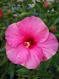Exotic Magenta Fuchsia Hibiscus Starter Plant - Live Tropical Bare Root Hibiscus for Gardens & Landscaping