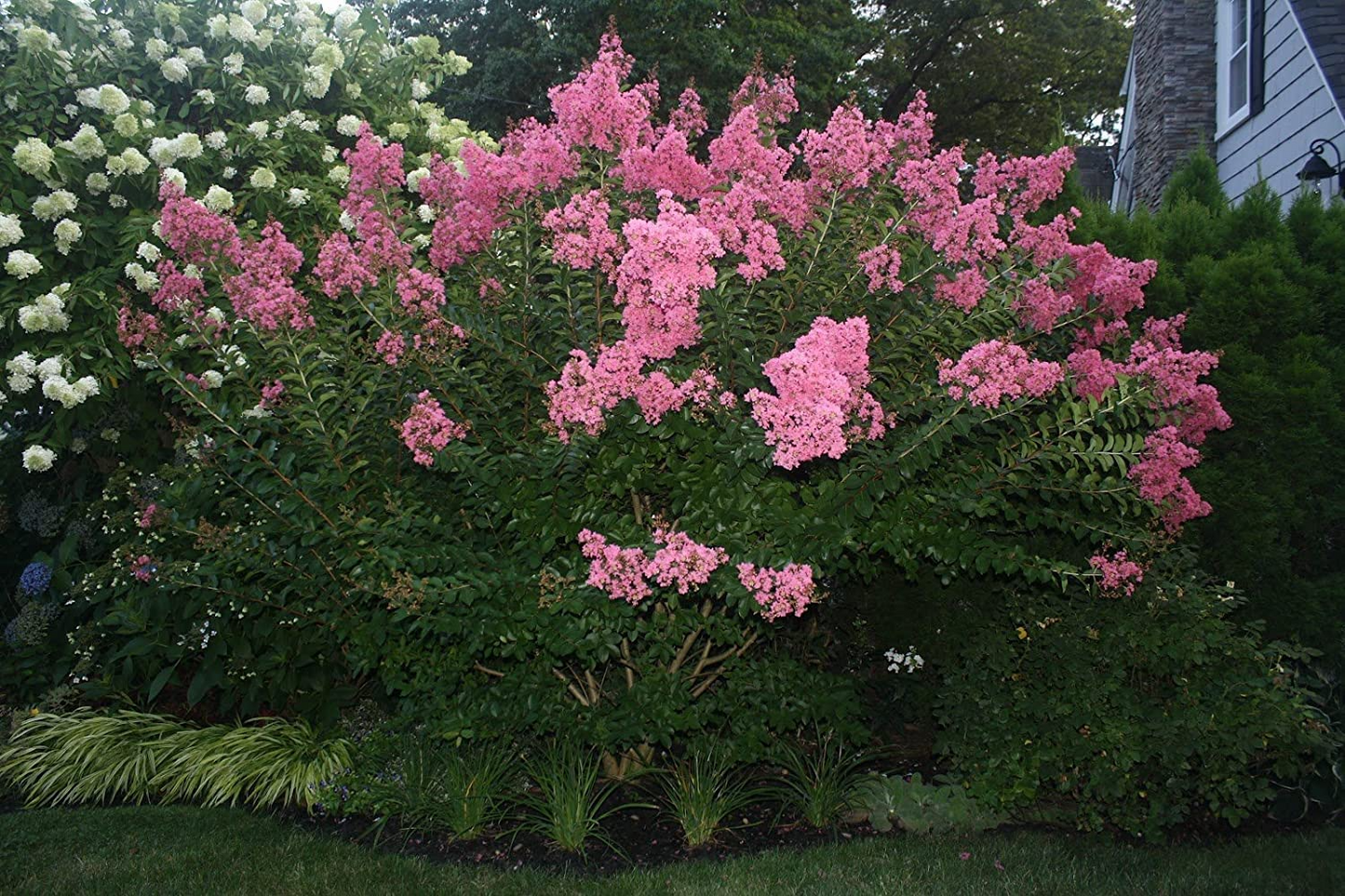 Dark Pink Crepe Myrtle Cuttings - 7 Live 6" Lagerstroemia indica Flowering Tree for Outdoor Gardens USDA Zones 7-10
