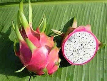 White Dragon Fruit Seeds - Climbing Cactus Vine, Edible Exotic Fruit, Hylocereus undatus, Fast-Growing Plant for Containers