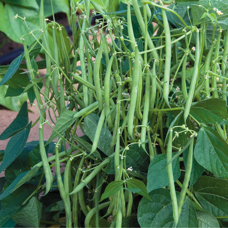 Petite Filet French Bean Seeds – 5g, Gourmet, Stringless, High Yield, Easy to Grow, Container Garden, Phaseolus vulgaris