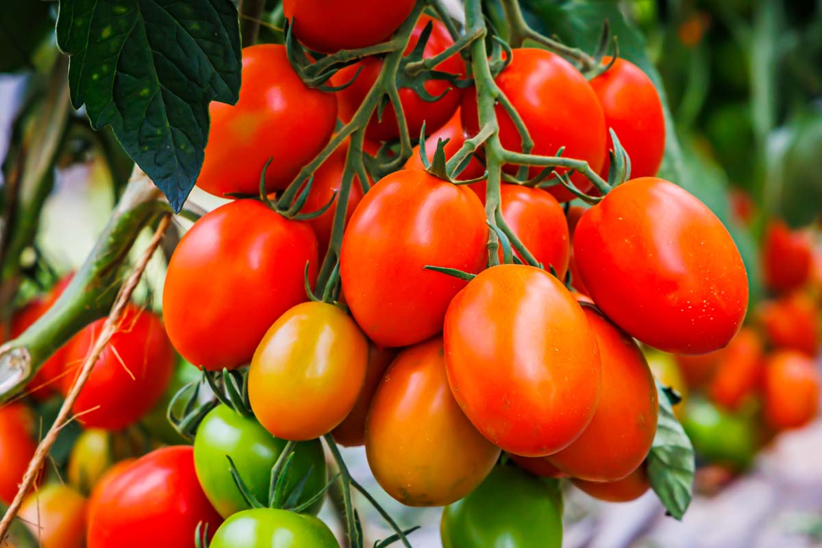 50 Seeds Tomato Roma Heirloom Plum Tomato for Sauces, Soups, Canning – Solanum lycopersicum