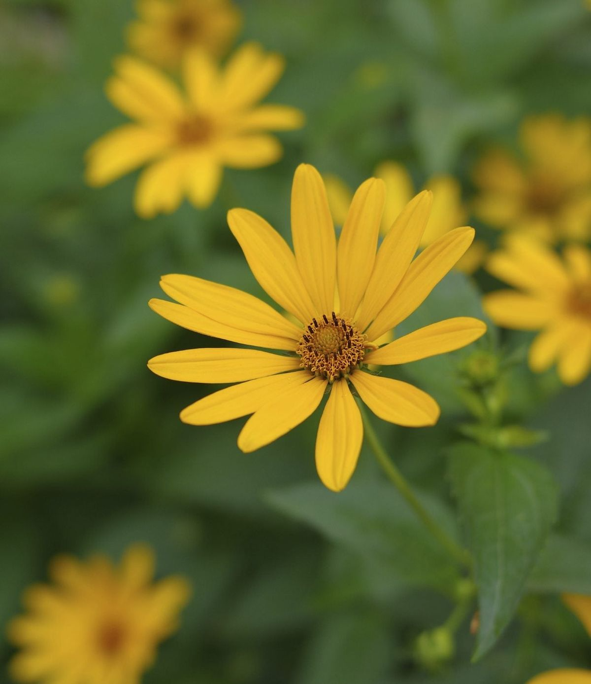 Early Sunflower Seeds 250mg Helianthus annuus Vibrant Pollinator-Friendly Flowering Plant for Gardening & Landscaping