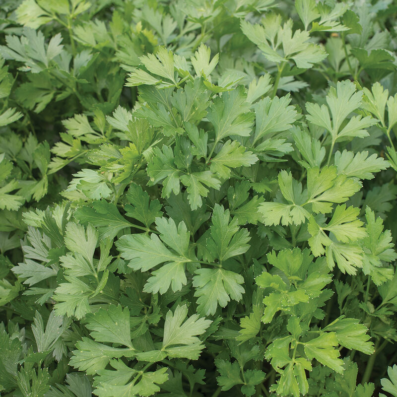 1000 Seeds Parsley Dark Green Italian Giant Herb Seeds | Petroselinum crispum neapolitanum | Non-GMO, Heirloom, Robust Flavor