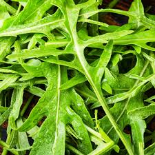 Arugula Seeds 1g Heirloom Fast-Growing Peppery Greens for Salad & Container Gardening Eruca vesicaria