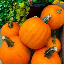 15 Seeds New England Pie Pumpkin Cucurbita pepo for Baking, Fall Harvest, and Cooking