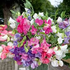 Bouquet Mixture Sweet Pea Seeds – 50+ Colorful Blooms – Compact Vines for Bouquets, Containers & Borders – Lathyrus odoratus