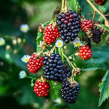 Premium Organic Triple Crown Thornless Blackberry Cuttings | Unrooted Starter Plants 6"-10" | Sweet Juicy Berries | Easy to Grow Fruit Plant