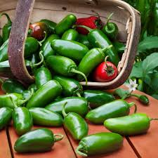 Jalapeño M Pepper Seeds – Heirloom, Non-GMO, Medium Heat, Capsicum annuum, 3-inch Fruits, Versatile Culinary Use
