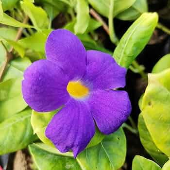 Unrooted Live Cuttings - King’s Mantle (Thunbergia erecta) - Purple Flowers - Fast-Growing Vine or Shrub - 7 Pack