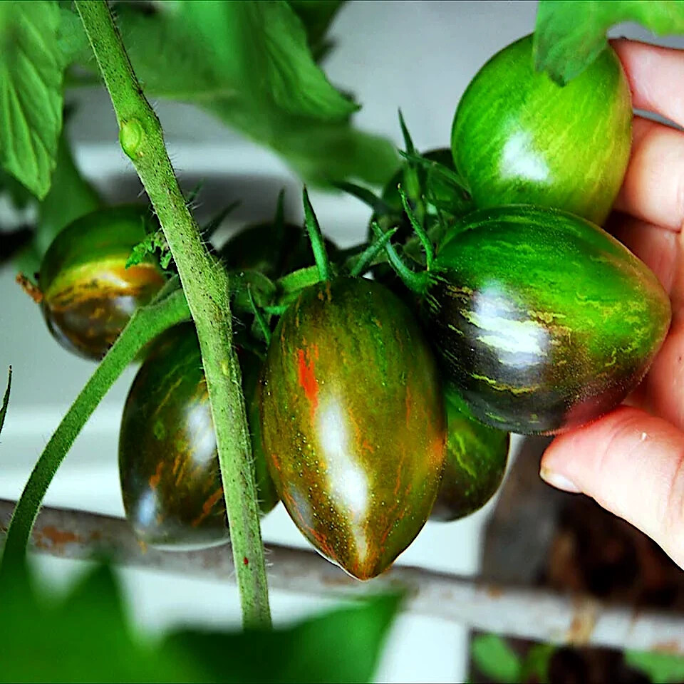 Brad's Atomic Grape Tomato Seeds – Rare Heirloom, Colorful Striped Cherry Tomatoes, Non-GMO, Sweet Flavor, Unique Garden Seeds