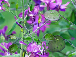 100 Lunaria Annua Seeds - Violet Flowers & Silver Seed Pods - Non-GMO Honesty Plant for Dried Flower Arrangements