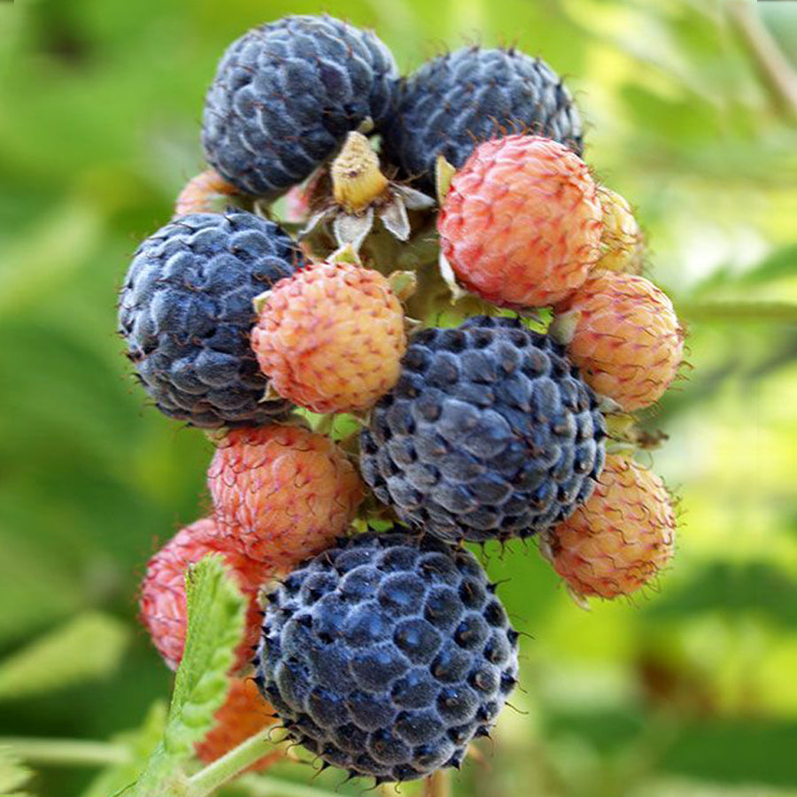 Mysore Black Raspberry Plant | Bare Root Starter | Ever-Bearing | Rubus niveus | Warm Climate Fruit Bush