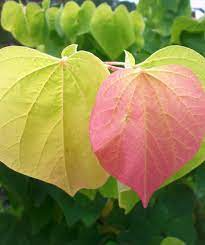 Cercis gigantea Seeds – Giant Redbud Tree with Pink Blooms & Heart-Shaped Leaves – Ornamental Flowering Tree for Garden & Landscape