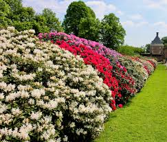 50 Azalea Seed Mix - Vibrant Rhododendron Flower Colors for Gardens, Landscapes & Borders - Hardy Perennial Shrubs