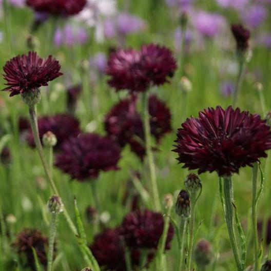 200 Seeds Cornflower Bachelor's Button Almost Black Purple Non-GMO Garden Seed - Centaurea Cyanus