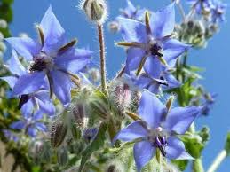 Borage Seeds - Edible Blue Flowers & Leaves, Heirloom, Non-GMO, Borago officinalis, Annual Herb, Pollinator Plant