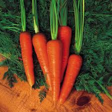 White Heirloom Carrot Seeds | Moonraker Variety, Sweet & Crisp, Long Tapered Roots, Organic, Full Sun, 1000+ Seeds