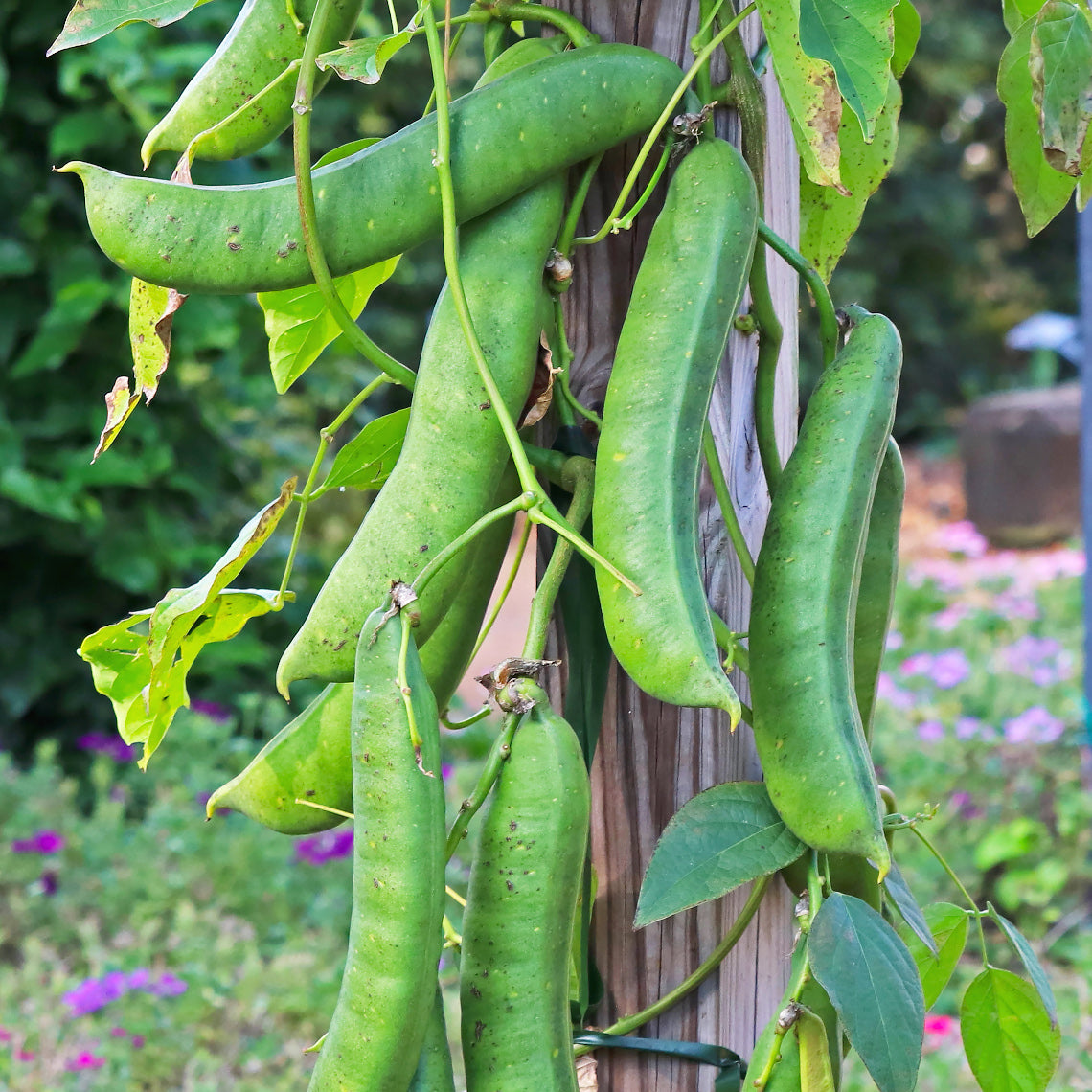 Giant Jack/Sword Bean Seeds - Canavalia ensiformis - High-Yield Edible Legume for Garden or Vine - 10 Seeds