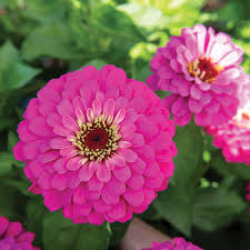 Uproar Rose Zinnia Seeds – 100+ Vibrant Rose-Pink Blooms for Garden, Cut Flowers, Borders, Pollinator-Friendly, Zinnia elegans